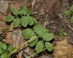 Polemonium reptans