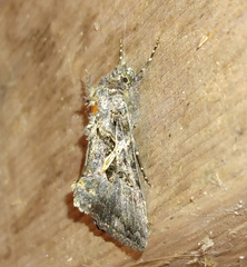 Ctenoplusia oxygramma