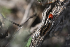 Malacosoma castrense