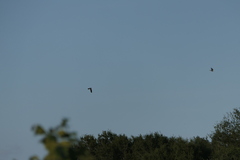 Ictinia mississippiensis