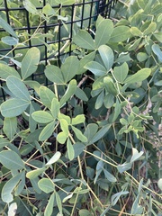 Baptisia alba