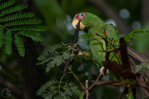 White-fronted Amazon