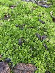 Sphagnum girgensohnii