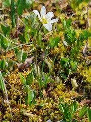 Gagea serotina