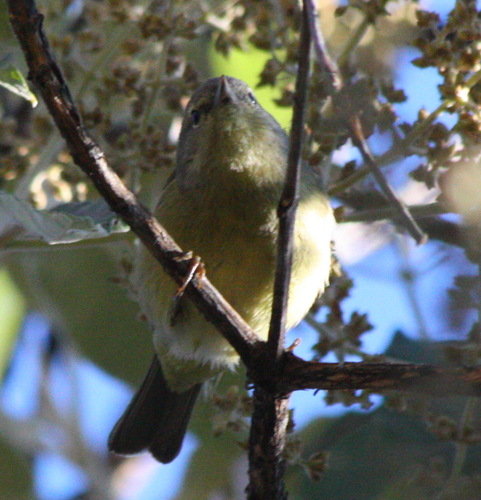 Leiothlypis celata