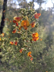 Pultenaea microphylla