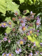 Canadanthus modestus