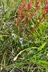 Rumex lapponicus