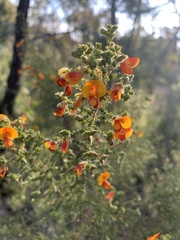 Pultenaea microphylla