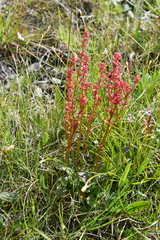 Rumex lapponicus
