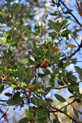 Arctostaphylos × benitoensis