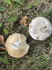 Lactarius glyciosmus