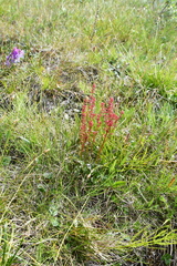 Rumex lapponicus