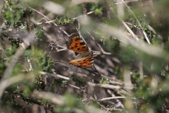 Nymphalis polychloros