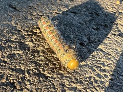Anisota virginiensis