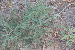 Salsola tragus