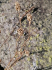 Aquilegia jucunda