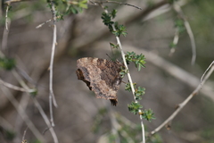 Nymphalis polychloros