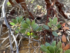 Arctostaphylos × benitoensis