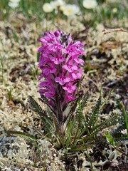 Pedicularis lanata