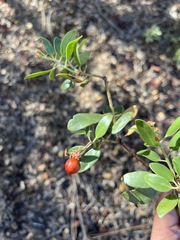 Arctostaphylos × benitoensis