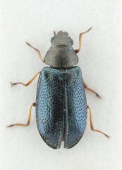 Melyrodes
