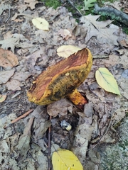 Boletellus chrysenteroides