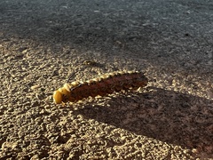 Anisota virginiensis