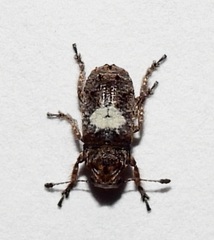 Toxonotus cornutus