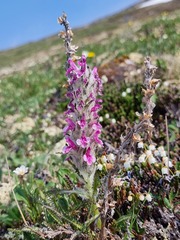 Pedicularis lanata