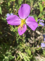Rhexia virginica