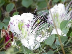 Capparis