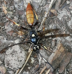 Cratichneumon