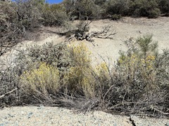 Ericameria nauseosa mohavensis