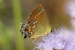 Callophrys gryneus