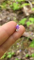 Campanula divaricata