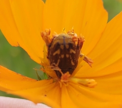 Euphoria subtomentosa