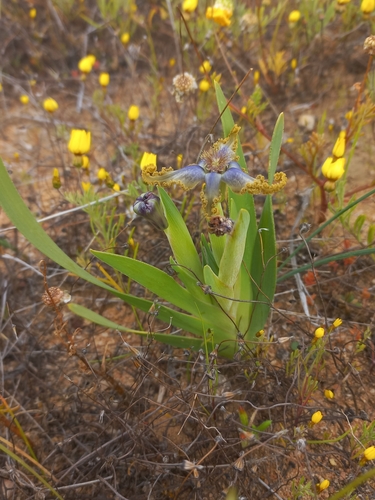 Image of Ferraria uncinata by (c) Brian du Preez, some rights reserved (CC BY-SA)