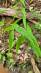 Campanula divaricata