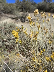 Ericameria nauseosa mohavensis