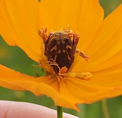 Euphoria subtomentosa