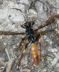Cratichneumon