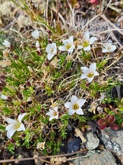Cherleria arctica