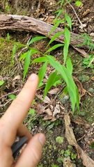 Campanula divaricata