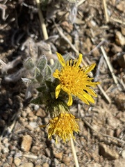 Heterotheca sessiliflora