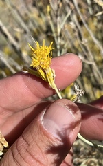 Ericameria nauseosa mohavensis