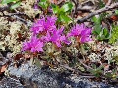 Rhododendron lapponicum
