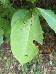 Cameraria caryaefoliella