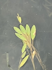 Potamogeton nodosus