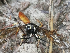 Cratichneumon